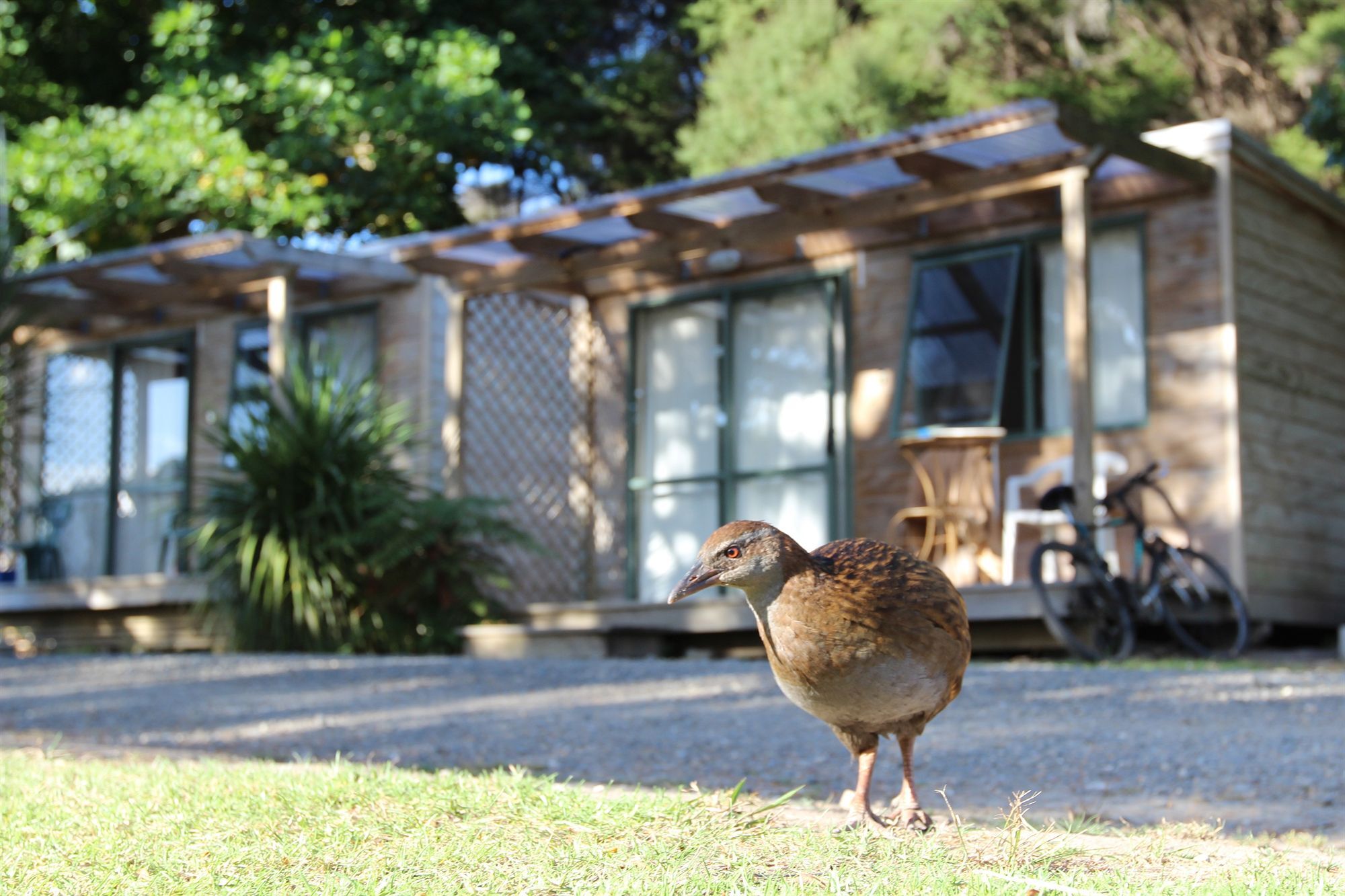 Russell-Orongo Bay Holiday Park Kültér fotó